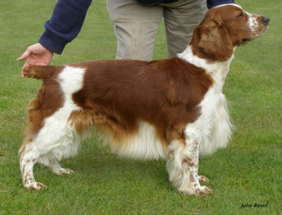 Welsh Springer Oliver - WELKS 08.jpg - 26950 Bytes